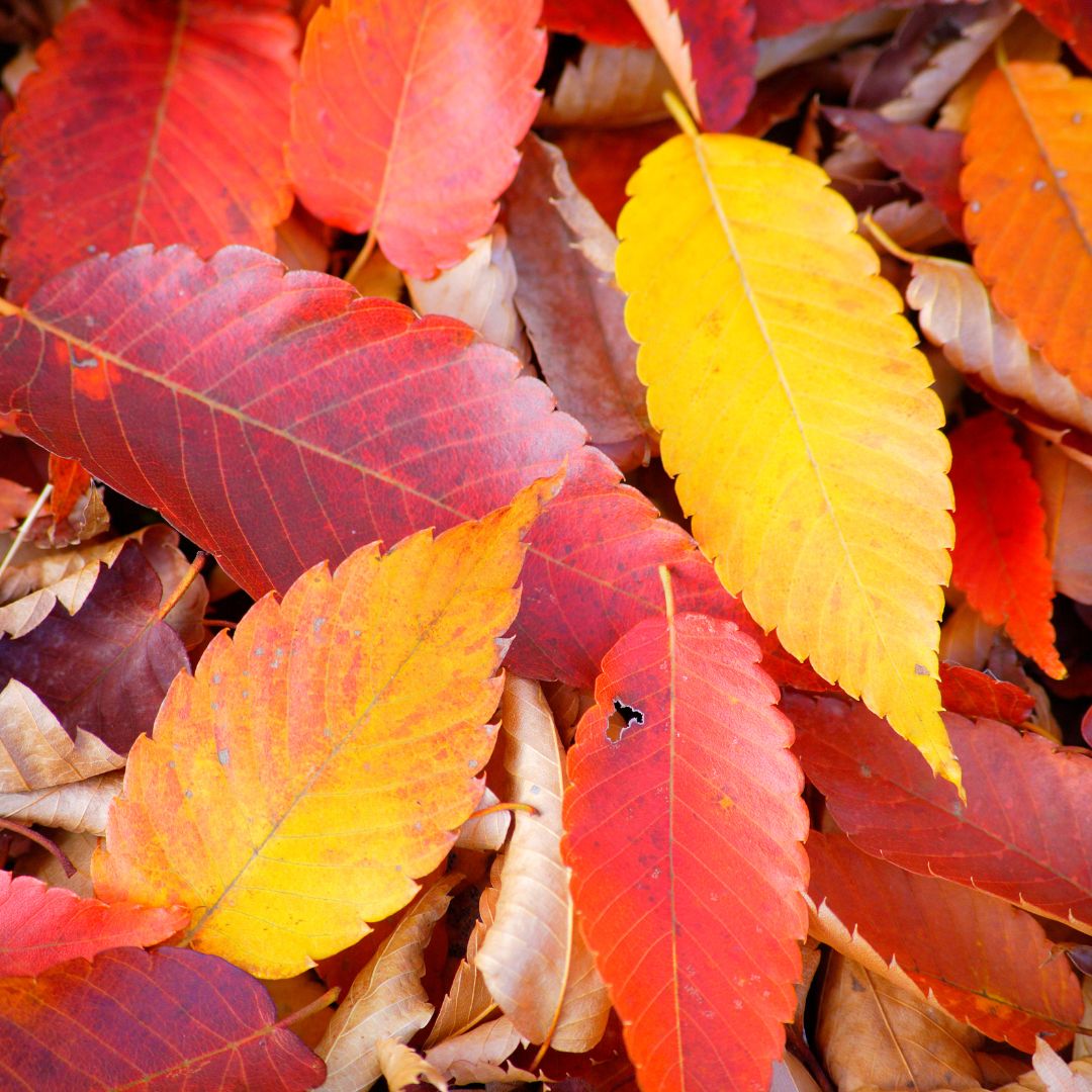 close up of fall colored leaves